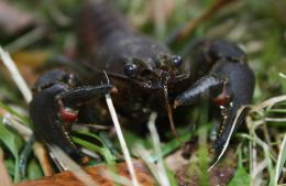 Attack of the Crayfish!!